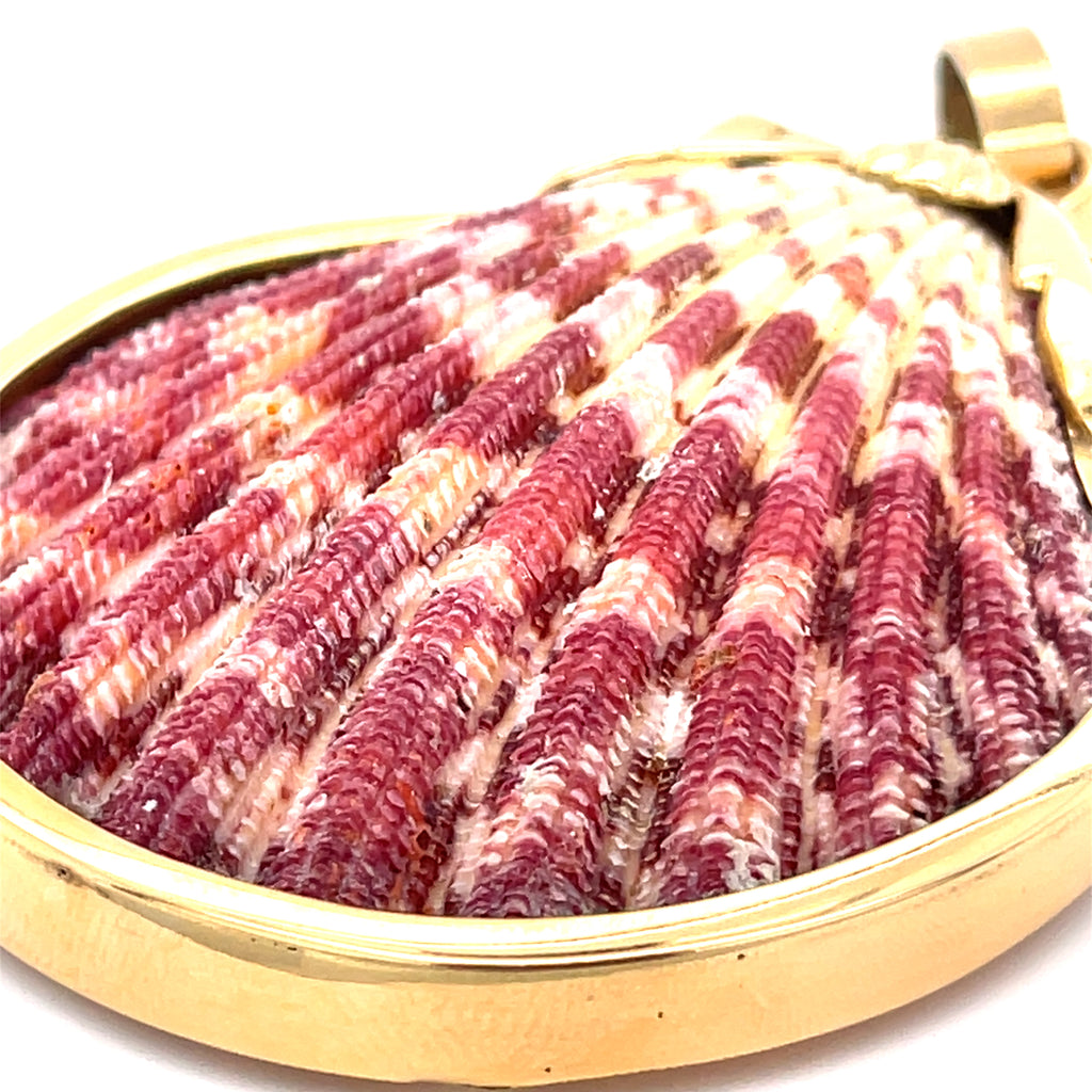 Ivana Cella Pink and White Striped Scallop Shell, Mounted in 18K yellow gold