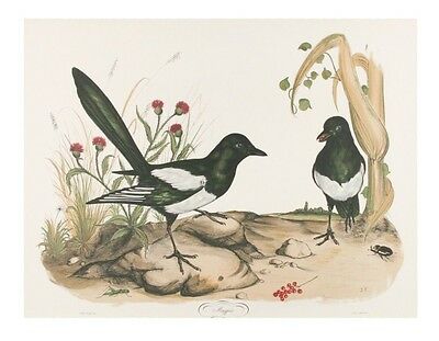"Magpie" by Jerome Trolliet Lithograph on Paper Penn Prints 1973 20" x 26"