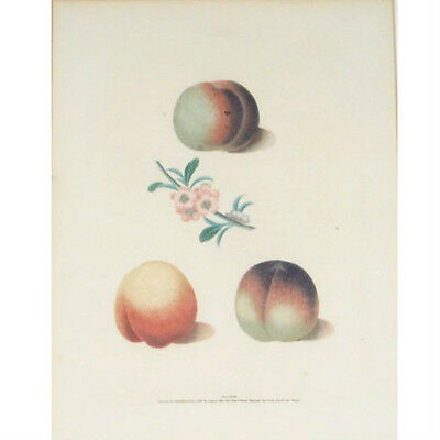 Plate XXXIII "Peaches" by George Brookshaw from Pomona Britannica Engraving