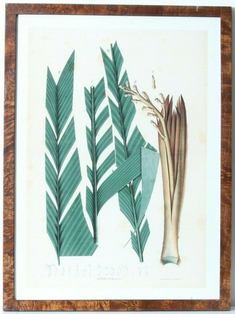 Joao Barbosa Rodrigues Lot of 4 Palm Tree Field Drawings Framed Original