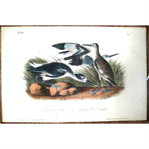 Semipalmated Snipe or Willet from "The Birds of America" by John James Audubon