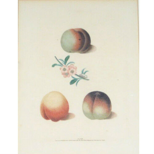 Plate XXXIII "Peaches" by George Brookshaw from Pomona Britannica Engraving
