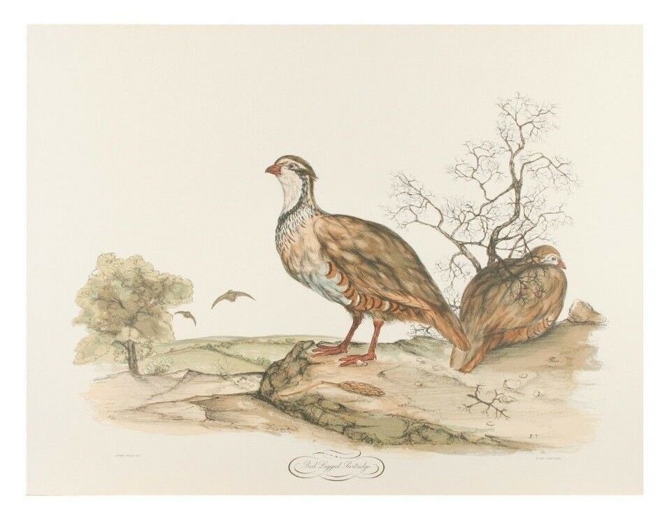 "Red Legged Partridge" by Jerome Troillet Lithograph on Paper Penn Prints 20x26