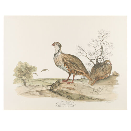 "Red Legged Partridge" by Jerome Trolliet Litho on Paper Penn Prints 19 1/2"x26"